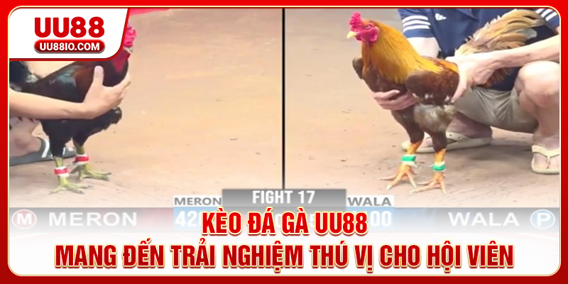 Kèo đá gà UU88 mang đến trải nghiệm thú vị cho hội viên