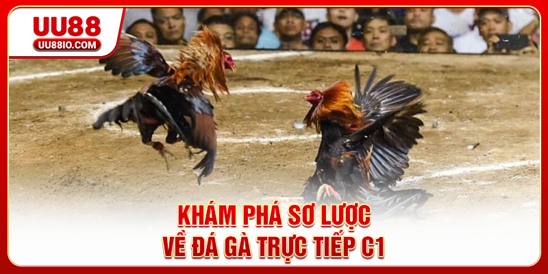 Khám phá sơ lược về đá gà trực tiếp C1