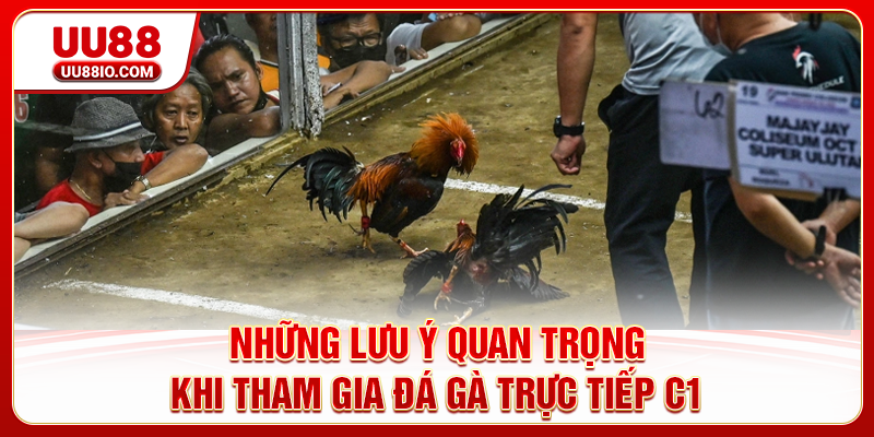 Những lưu ý quan trọng khi tham gia đá gà trực tiếp C1