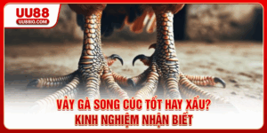 Vảy Gà Song Cúc Tốt Hay Xấu? Kinh Nghiệm Nhận Biết